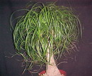 Ponytail Palm